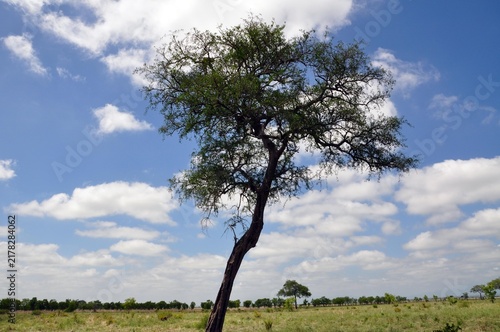 Mikumi-Nationalpark Tansania