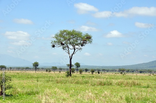 Mikumi-Nationalpark Tansania