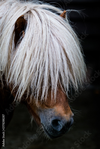 Foto Close-up of a Shetland pony with super cool long bangs, thick white hair texture