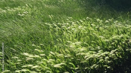 Wind blowing through green meadow grass