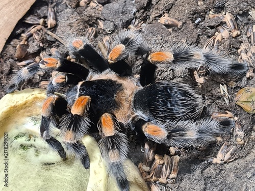 Mexican redknee tarantula spider close-up in a terrarium