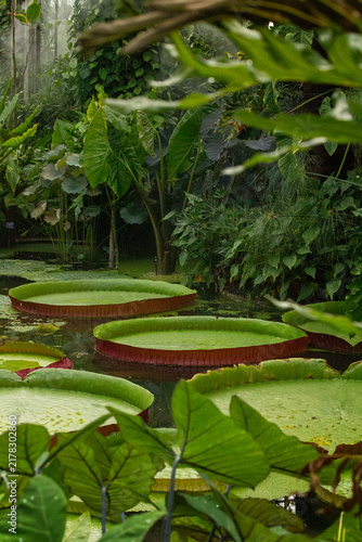 Giant Water Lillies, Kew Gardens, London