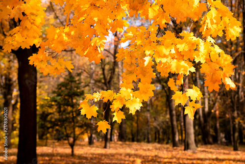 Golden autumn maple leaves glowing in warm sunlight. Peaceful seasonal forest background with a cozy fall atmosphere. Copy space. Selective focus.