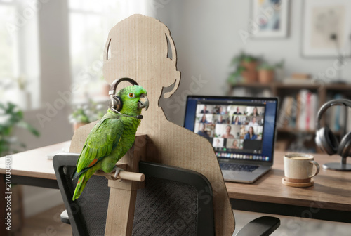 Parrot on a Video Call