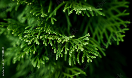 Green evergreen conifer foliage in close up. Showing detailed branches and fresh needles against a dark blurred background. Close-up. Selective focus.