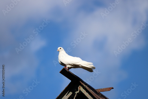 Obraz na plátně beautiful white dove sits peacefully on the roof of a dovecote against a blue sky on a sunny day