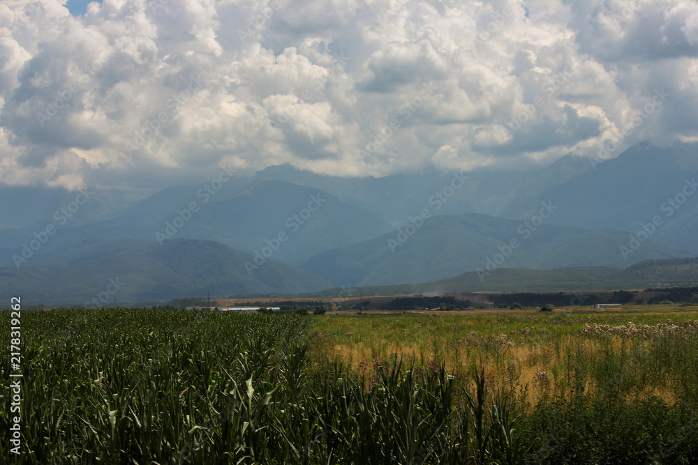 Obraz premium field of wheat with corn and clouds