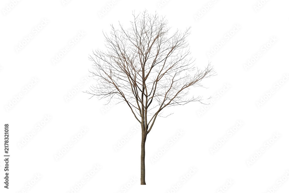 Obraz premium Bare tree with thin symmetrical branches