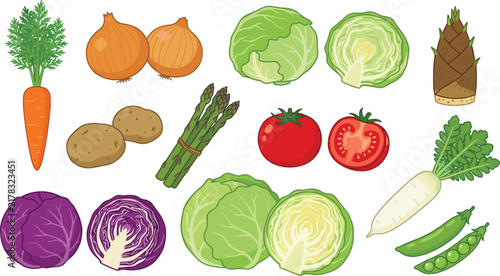 Fresh spring vegetables vector illustration collection featuring sliced and whole tomato cabbage onion carrot asparagus bamboo shoot and potato isolated on white background
