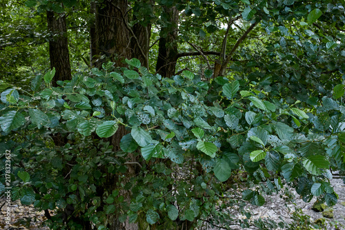 Alder trees growing by the river Dunsop with leaf damage possibly caused by the Alder Leaf Beetle