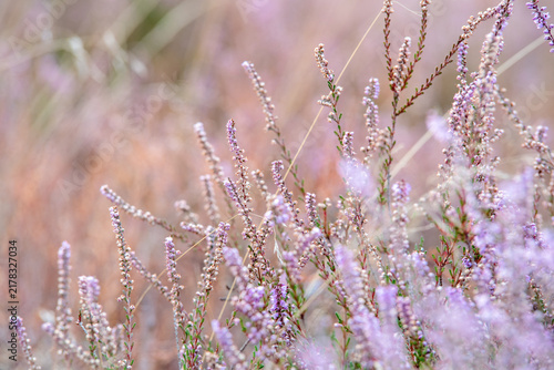 Zarte Blüten der Besenheide (Calluna vulgaris) vor einem weich verschwommenen Hintergrund.