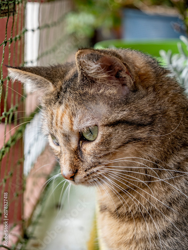 Foto Maïa, ma petite chatte