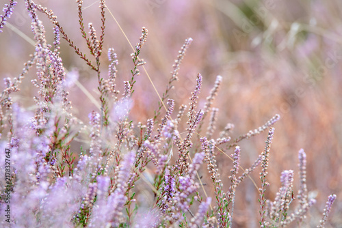 Zarte Blüten der Besenheide (Calluna vulgaris) vor einem weich verschwommenen Hintergrund. Pastellfarbene Nahaufnahme der Heideblüte mit geringer Schärfentiefe.