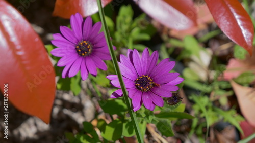 Canvas Print Purple African Daisies Among Red Photinia Leaves