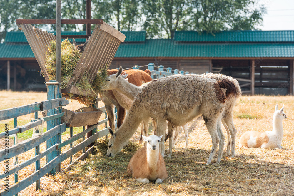 Fototapeta premium A group of llamas and alpacas eat hay from a wooden feeder on a farm