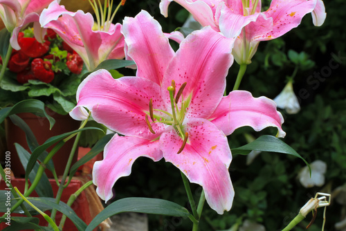 close up of pink lily flower
