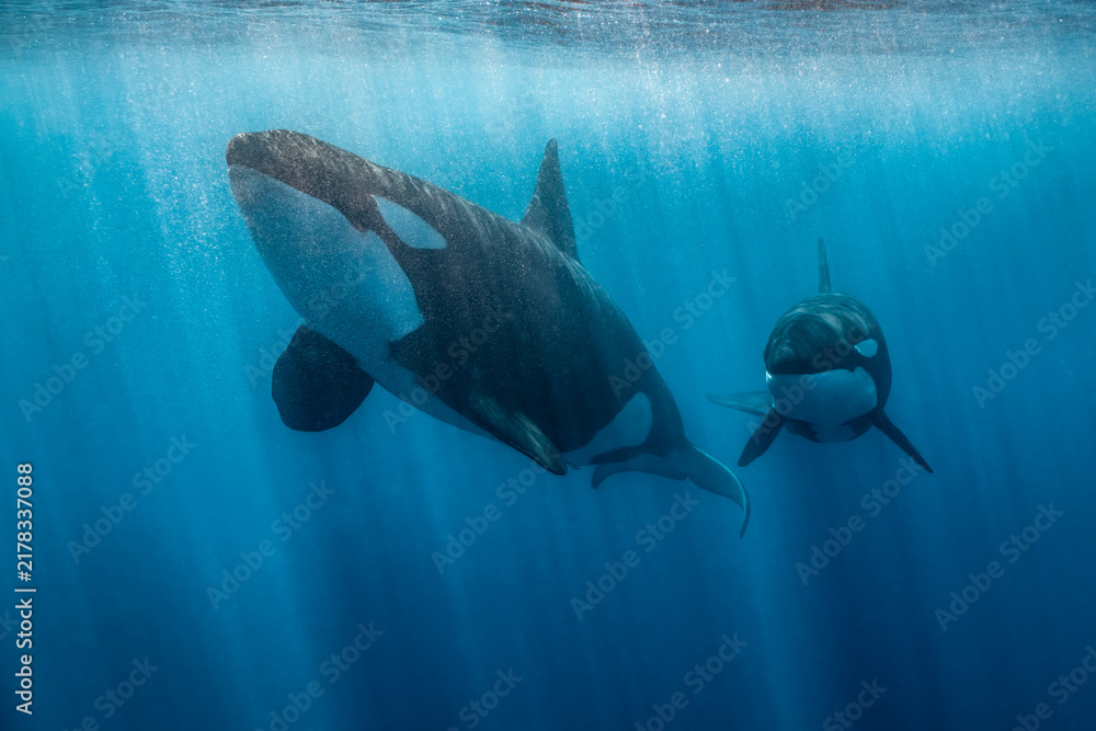 Obraz premium Orcas swimming in the waters of Baja California, Mexico