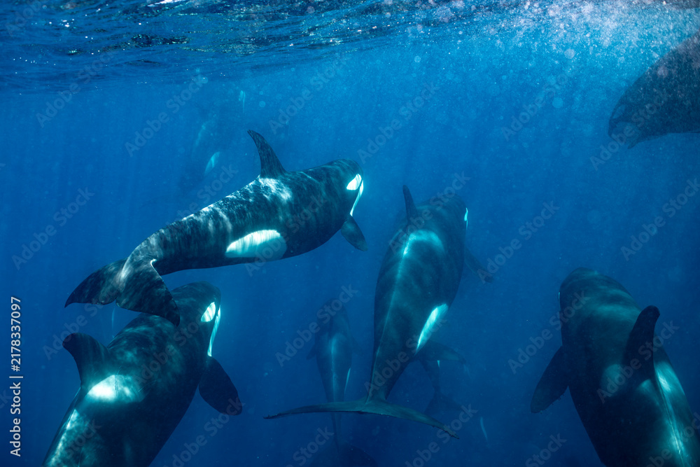 Fototapeta premium Orcas swimming in the waters off Baja California, Mexico