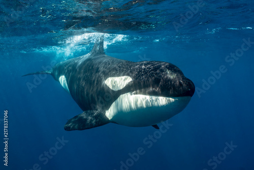 Quadro su tela Orcas seen swimming in the waters of Baja California, Mexico