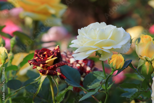 Fotografie Wizard rose (Rosa 'Abracadabra’) red and yellow flowers in garden