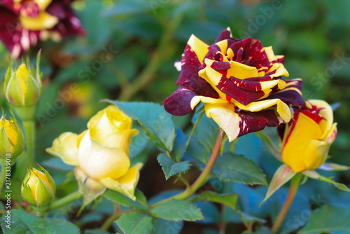 Wizard rose hybrid red and yellow flowers in garden