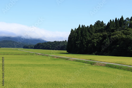 Obraz na płótnie 緑色の広い田んぼと真っすぐな道がある日本の田園風景（日本山形県）