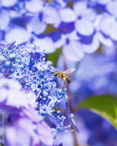 アジサイの花に飛来するハナバチ