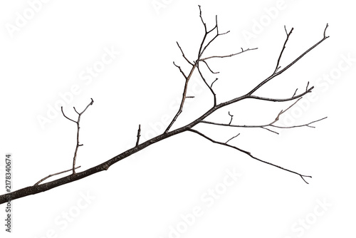 Bare dark tree branch with many thin twigs