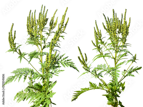 Foto Two blooming ragweed (Ambrosia) plants with green inflorescences isolated on a w