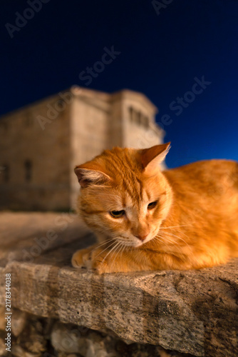 Ginger cat resting on stone wall at night with historic church background
