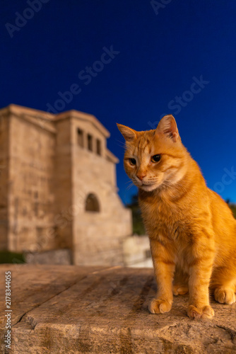 Ginger cat sitting on stone ledge at night with historic church background