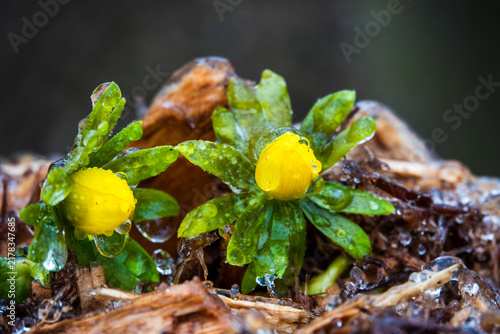 Fotografie Two Winter Aconite Flowers With Ice Droplets, Macro