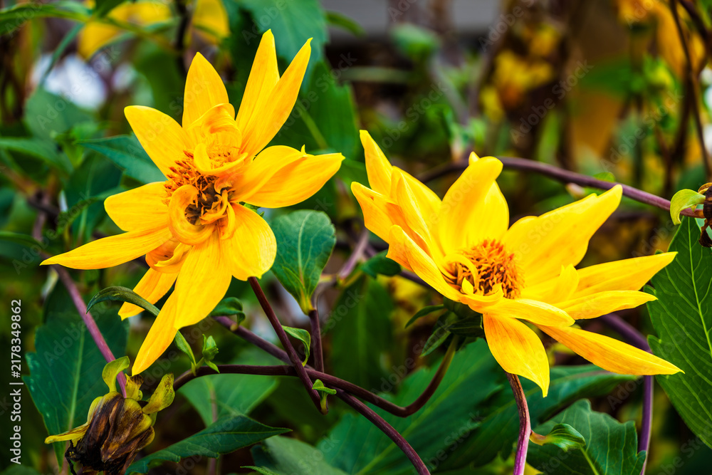 Obraz premium Two Yellow Dahlia Flowers, Close-Up