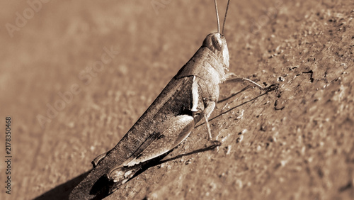 Obraz w ramie A grasshopper on a rough wall