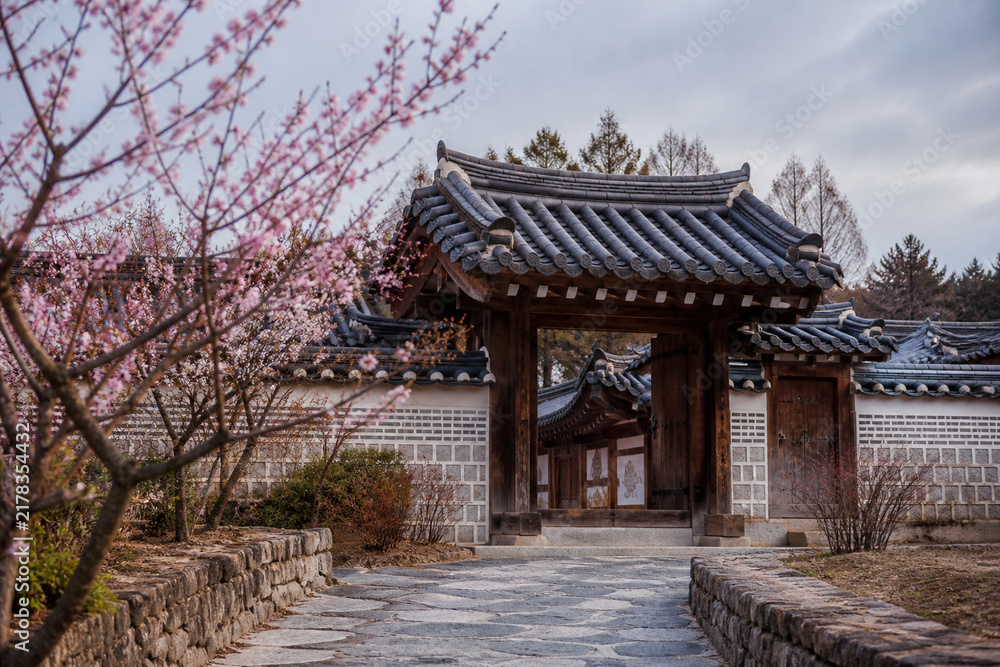 Fototapeta premium Spring plum blossoms at a traditional Korean hanok gate