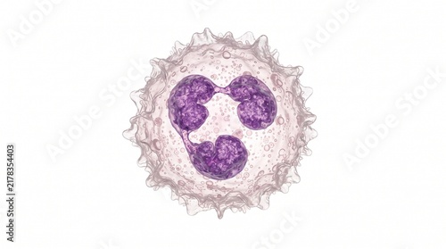 Detailed 3D Medical Illustration of a Human Neutrophil White Blood Cell Isolated on a White Background