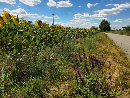 Weinviertel - Sonnenblumen, Steppensalbei und Windrad