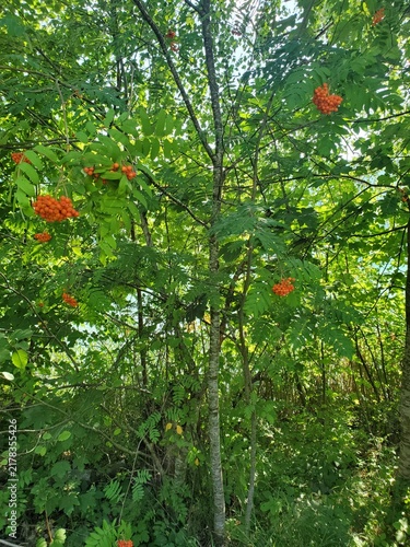 Junge Eberesche mit Beeren