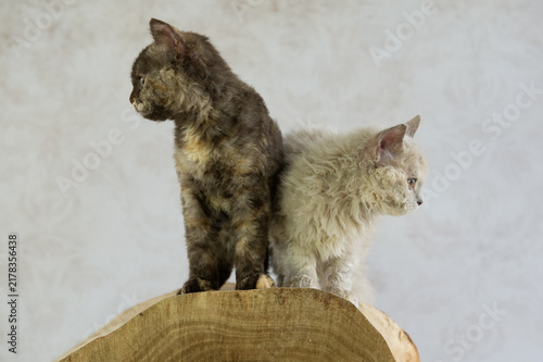 Obraz na plátně Zwei Selkirk Rex Kätzchen