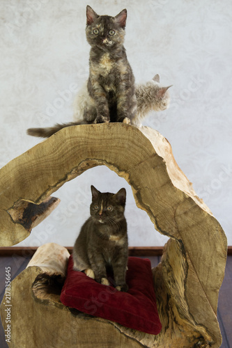 Obraz na plátně Selkirk Rex und Britisch Kurzhaar Kittens auf einem Katzenmöbel
