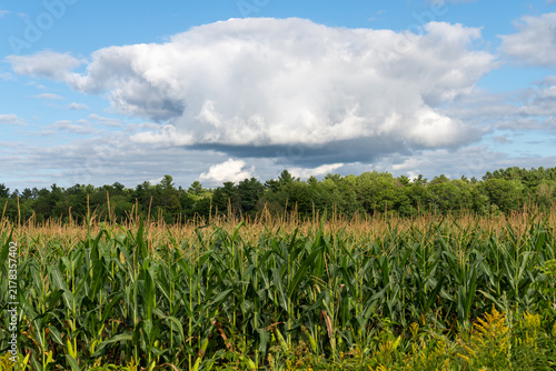 Canvastavla Cornfield With Towering Cumulus Cloud Formation