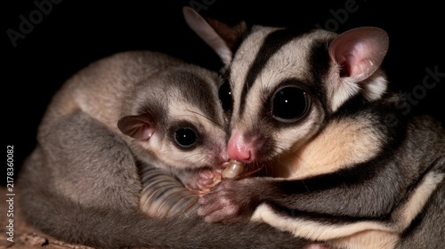 Two Sugar Gliders Sharing an Insect Larva in a Close-up Wildlife Shot
