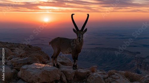 Nubian Ibex standing on the edge of a rocky cliff overlooking a vast desert canyon during a golden sunset