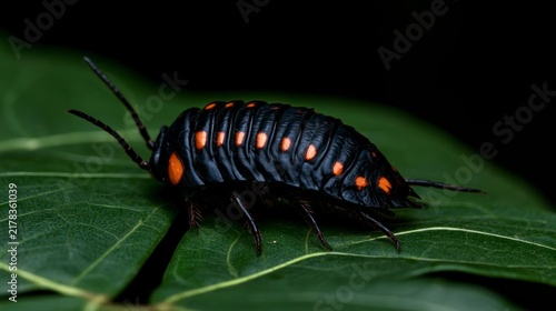 Macro shot of a clown isopod with orange spots on a black exoskeleton crawling on a green leaf