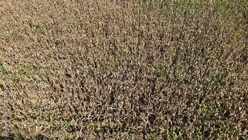 Italy, Milan - Drought and aridity – climate change and water crisis in rural areas, ranging from the Po Valle, with its parched cornfields, extreme heat and agricultural crops that must be discarded