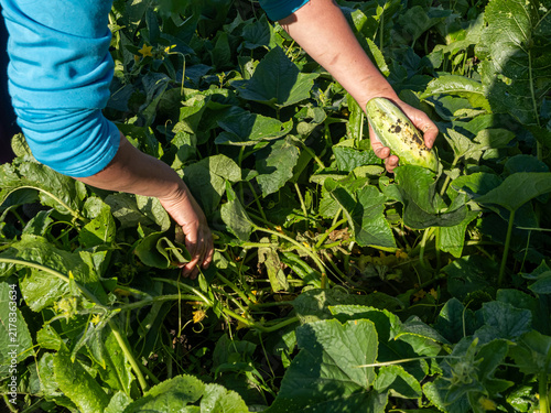 Woman Harvesting Fresh Cucumbers by Hand in Vegetable Garden