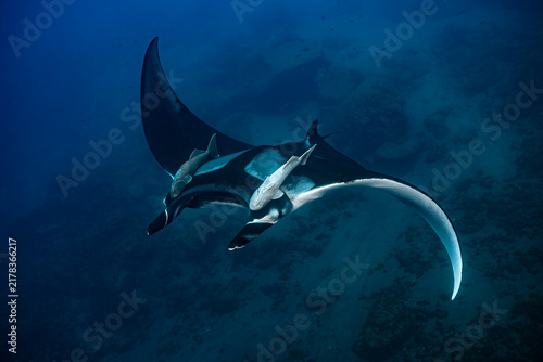Photography Giant oceanic manta ray at cleaning station in Socorro Island, Mexico