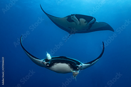 Photography Giant oceanic manta rays at cleaning station in Mexico