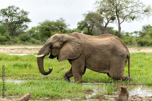 Canvas Print Elephant bull searching for food and water in the Kruger National Park in South