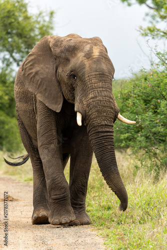 Foto Elephant bull searching for food and water in the Kruger National Park in South